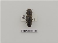 藏品(叩頭蟲(1))的圖片